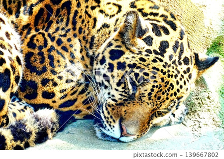 Amur leopard Amur leopard 139667802