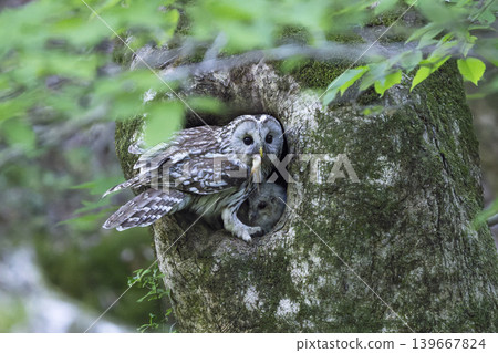 Owl parenting 139667824