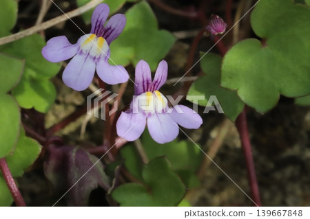 春季,路邊會盛開淡紫色的小花,花色為常春藤葉亞麻,花色中帶有白色和黃色條紋。 春季,路邊會盛開淡紫色的小花,花色為常春藤葉亞麻,花色中帶有白色和黃色條紋。 139667848