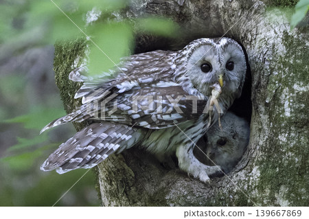 Owl parenting Owl parenting 139667869