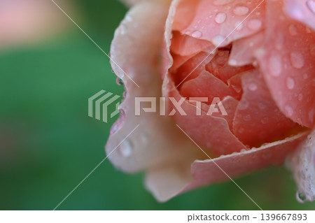 autumn roses in the rain autumn roses in the rain 139667893