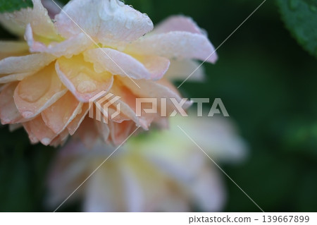 autumn roses in the rain autumn roses in the rain 139667899