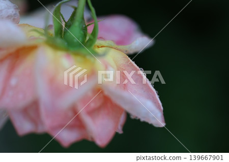 autumn roses in the rain autumn roses in the rain 139667901