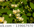 Close-up shot of bowl-shaped white flowers with Prominent yellow stamens of the Sweet mock orange. 139667970