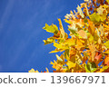 Golden, yellow leaves of a Tulip Tree Liriodendron Tulipifera against the blue sky in sunlight with copy space. Nature background with place for text or design. 139667971