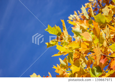 Golden, yellow leaves of a Tulip Tree Liriodendron Tulipifera against the blue sky in sunlight with copy space. Nature background with place for text or design. Golden, yellow leaves of a Tulip Tree Liriodendron Tulipifera against the blue sky in sunlight with copy space. Nature background with place for text or design. 139667971
