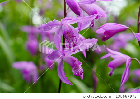 美麗的香菜花 美麗的香菜花 139667972