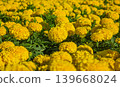 Yellow Tagetes Patula French Marigold in bloom, fluffy yellow flowers. 139668024