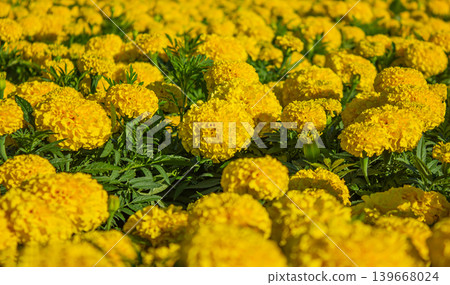 Yellow Tagetes Patula French Marigold in bloom, fluffy yellow flowers. 139668024