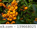 Close-up Bunches of yellow berry Pyracantha Coccinea in autumn garden. Orange fruits of narrow leaf firethorn genus of thorny evergreen shrub from Rosaceae family. 139668025
