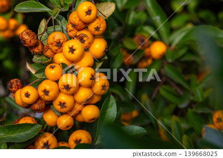 Close-up Bunches of yellow berry Pyracantha Coccinea in autumn garden. Orange fruits of narrow leaf firethorn genus of thorny evergreen shrub from Rosaceae family. 139668025