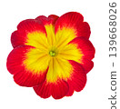 Red and Yellow potted Primrose or Primula plant top view isolated on white background, a popular spring and summer houseplant. Floral design element for cards, invitations, posters. 139668026