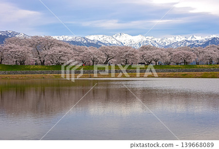 A spring trio: cherry blossoms and the Northern Alps, Asahi Town, Toyama Prefecture A spring trio: cherry blossoms and the Northern Alps, Asahi Town, Toyama Prefecture 139668089