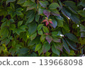 Autumn colorful leaves of Virginia creeper plant Parthenocissus Quinquefolia during the fall season, nature season background. Parthenocissus quinquefolia grape vine autumnal colorful foliage. 139668098