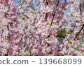 Sakura flowers of pink color on sunny backdrop. Beautiful nature spring background with branches of blooming Sakura. Sakura blossoming season. 139668099