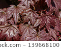 Close-up crimson leaves texture of Royal Red Norway Maple tree. Red Beautiful sunny Autumn day with rays of sun shining on the of fall season. Norway maple Crimson Sentry, Acer platanoides Crimson 139668100