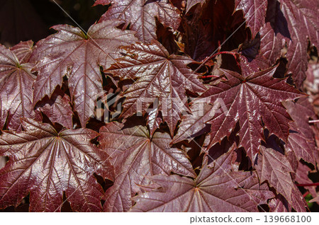 Close-up crimson leaves texture of Royal Red Norway Maple tree. Red Beautiful sunny Autumn day with rays of sun shining on the of fall season. Norway maple Crimson Sentry, Acer platanoides Crimson Close-up crimson leaves texture of Royal Red Norway Maple tree. Red Beautiful sunny Autumn day with rays of sun shining on the of fall season. Norway maple Crimson Sentry, Acer platanoides Crimson 139668100