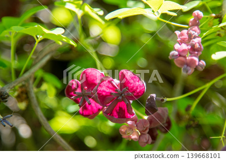Akebia quinata flower. Garden vine dark bud Petal leaves Akebia quinata flower. Garden vine dark bud Petal leaves 139668101
