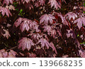 Red Maple tree background on the of fall season. Norway maple Crimson Sentry autumn background. 139668235