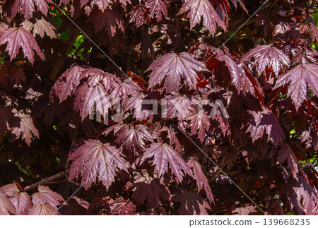 Red Maple tree background on the of fall season. Norway maple Crimson Sentry autumn background. Red Maple tree background on the of fall season. Norway maple Crimson Sentry autumn background. 139668235
