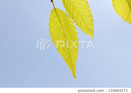 新鮮的綠色圖像素材 新鮮的綠色圖像素材 139668271