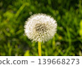White Dandelion flower close up on blurred background. Fluffy dandelion head. White dandelion flower. 139668273