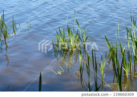 Green reeds growing in calm lake water Green reeds growing in calm lake water 139668309