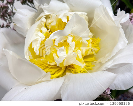 White Peony Flower Close Up with Yellow Center. White Peony Flower Close Up with Yellow Center. 139668356