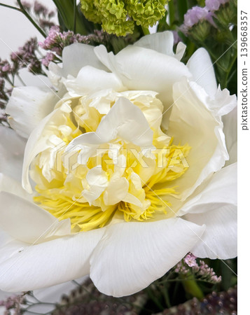 White Peony Flower Close Up with Yellow Center. White Peony Flower Close Up with Yellow Center. 139668357