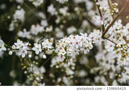 Abstract spring floral background, cherry blossom tree branches, floral wallpaper with soft focus 139668420