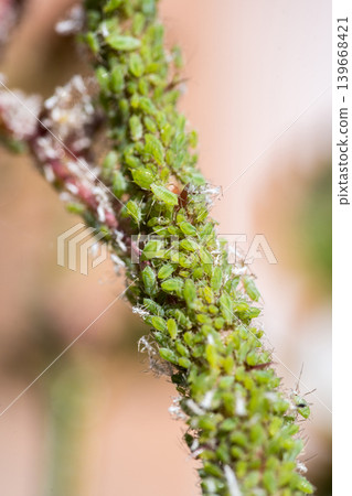 Green aphids on rose plant, tiny green flies insecticide lice Green aphids on rose plant, tiny green flies insecticide lice 139668421