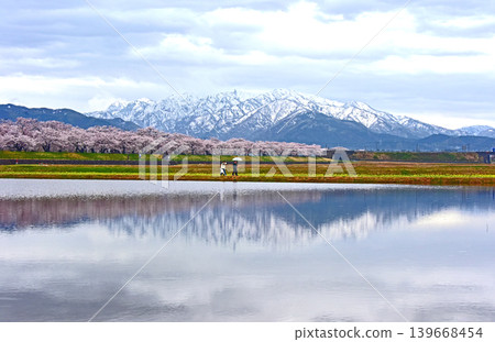 富山縣旭町,旭船川和右立山山脈沿線的櫻花。 富山縣旭町,旭船川和右立山山脈沿線的櫻花。 139668454