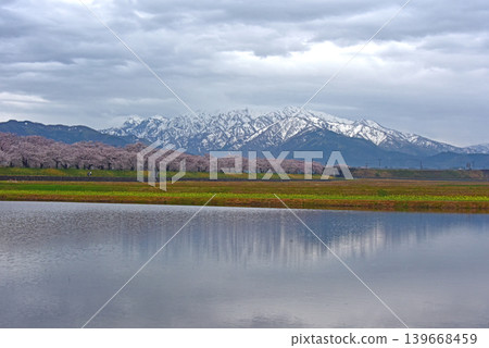 Cherry blossoms along the Asahi Funakawa River and the Ushirotateyama mountain range, Asahi Town, Toyama Prefecture. Cherry blossoms along the Asahi Funakawa River and the Ushirotateyama mountain range, Asahi Town, Toyama Prefecture. 139668459