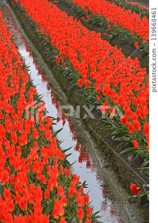 Asahi Funakawa Tulips, Asahi Town, Toyama Prefecture Asahi Funakawa Tulips, Asahi Town, Toyama Prefecture 139668461