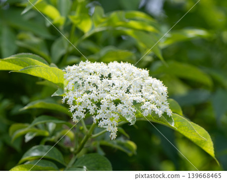 Beautiful white elderflower Beautiful white elderflower 139668465