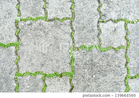 Greenery growing on the paved road made of inner locking blocks Greenery growing on the paved road made of inner locking blocks 139668560