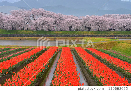 春日三重奏:櫻花、鬱金香與北阿爾卑斯山,富山縣旭町 春日三重奏:櫻花、鬱金香與北阿爾卑斯山,富山縣旭町 139668655