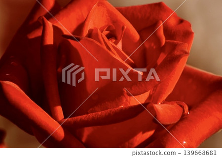 A red rose with raindrops on it A red rose with raindrops on it 139668681