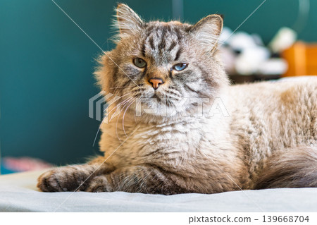 Neva masquerade cat resting indoors Neva masquerade cat resting indoors 139668704