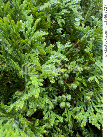 Bright Green Conifer Leaves Water Drops Close Up Bright Green Conifer Leaves Water Drops Close Up 139668727