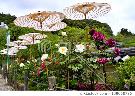 A scene of peony flowers and a traditional Japanese umbrella. A scene of peony flowers and a traditional Japanese umbrella. 139668786