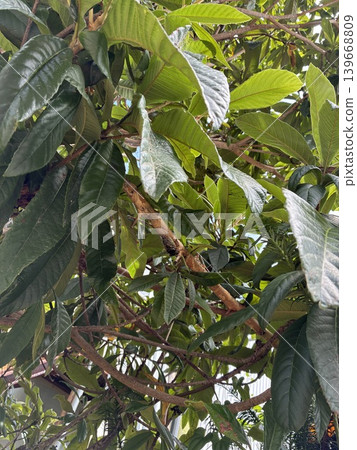 Trees and cicada exoskeletons 139668809