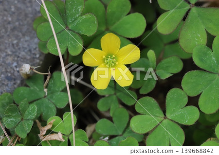 Yellow wood sorrel flowers and green heart-shaped three-lobed leaves bloom in the corner of the spring garden. 139668842