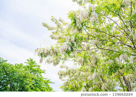 簇簇美麗的白色刺槐花預示著初夏的到來。 139668884
