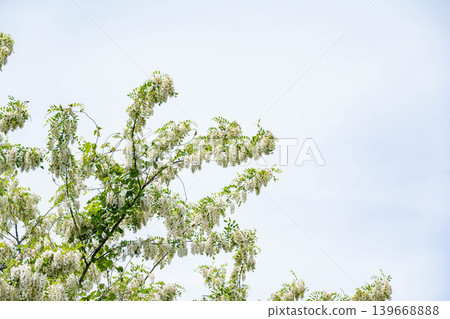 Black locust flowers in full bloom against a blue sky. 139668888