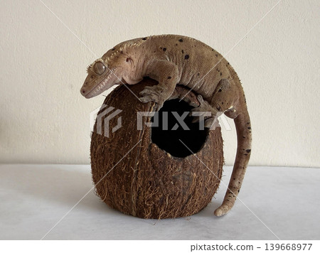 A gecko climbs on a coconut shell. The shell has a hole in it. T A gecko climbs on a coconut shell. The shell has a hole in it. T 139668977