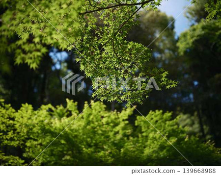 Autumn leaves 139668988