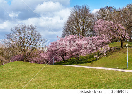 Cherry blossoms in Munich, Germany. Pink cherry blossoms with a blue and cloudy sky background. Spring in Germany. 139669012