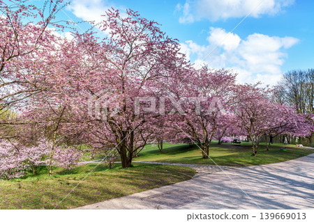 Cherry blossoms in Munich, Germany. Pink cherry blossoms with a blue and cloudy sky background. Spring in Germany. 139669013
