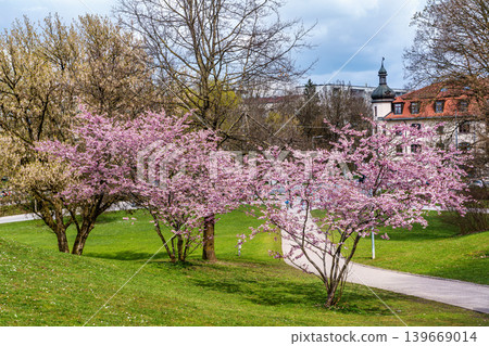 Cherry blossoms in Munich, Germany. Pink cherry blossoms with a blue and cloudy sky background. Spring in Germany. Cherry blossoms in Munich, Germany. Pink cherry blossoms with a blue and cloudy sky background. Spring in Germany. 139669014